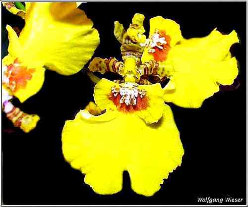 Oncidium Sweet Sugar